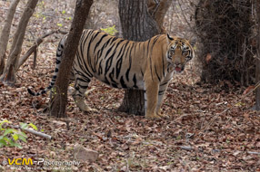 Tiger cub called, Mama