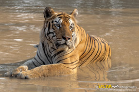 Male tiger called, Mowgli