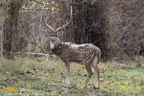 Spotted deer