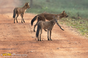 Asiatic wild dogs