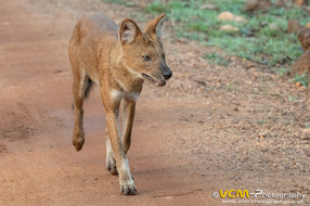 Asiatic wild dog