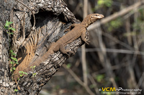 Bengal monitor lizard