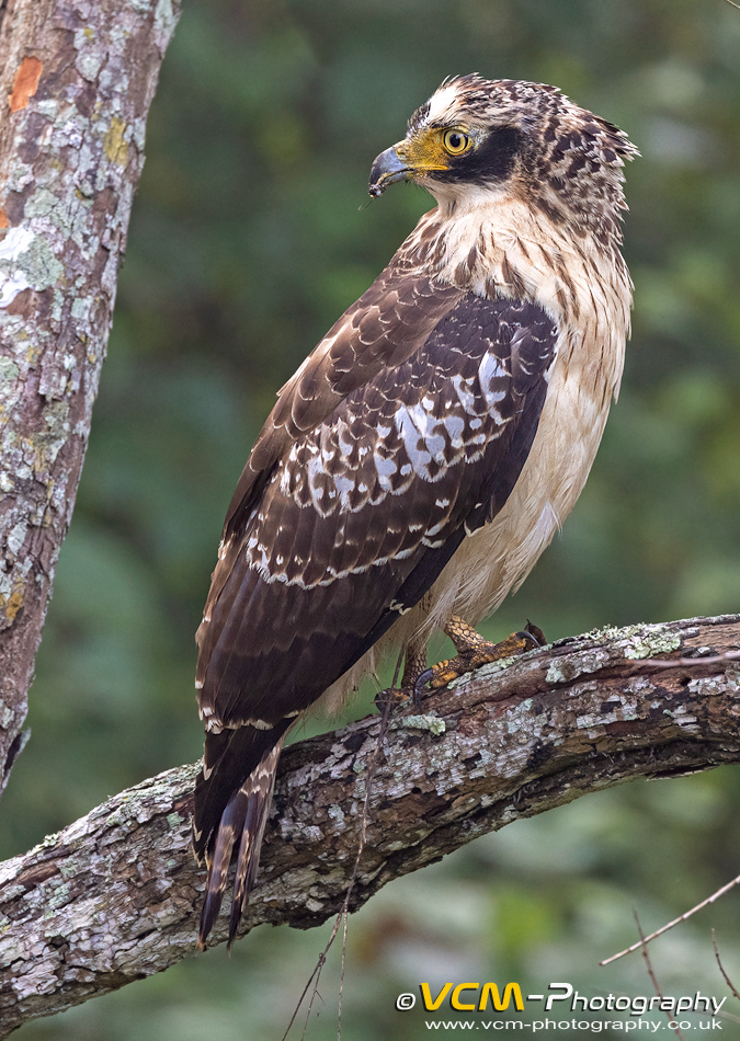 Crested serpent eagle