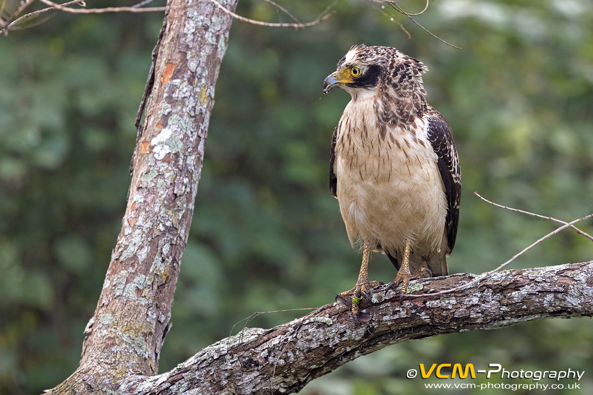 Crested serpent eagle