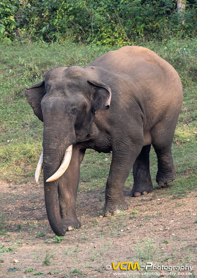 Male Asian elephant