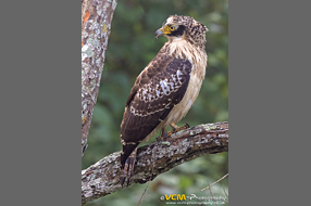Crested serpent eagle