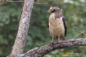 Crested serpent eagle