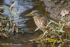 Pond heron