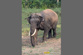 Male Asian elephant