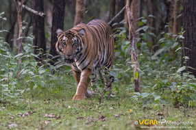 Tigress called Magge
