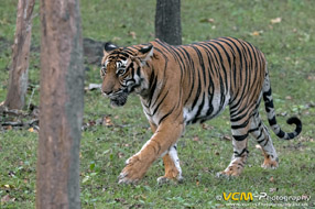 Tigress called Magge