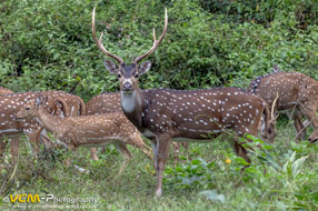 Spotted deer
