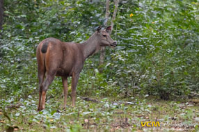 Sambar deer