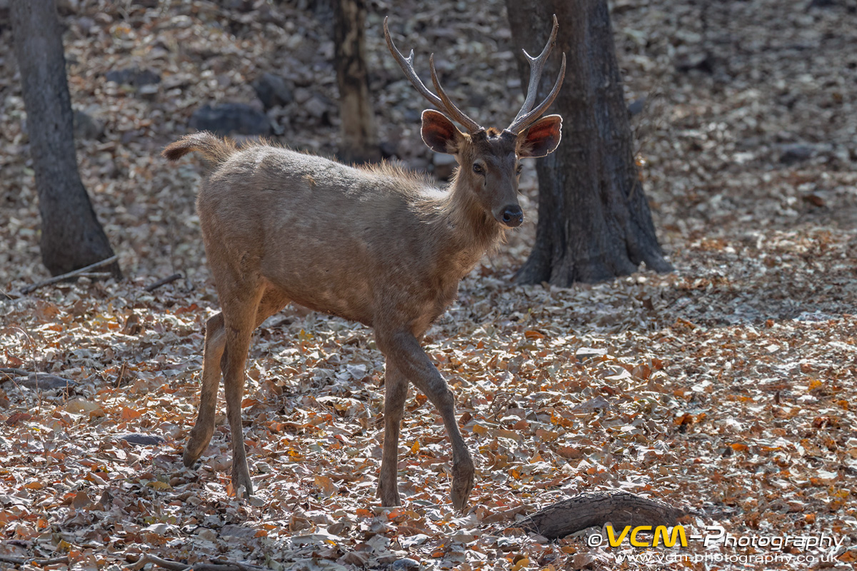 Male sambar deer