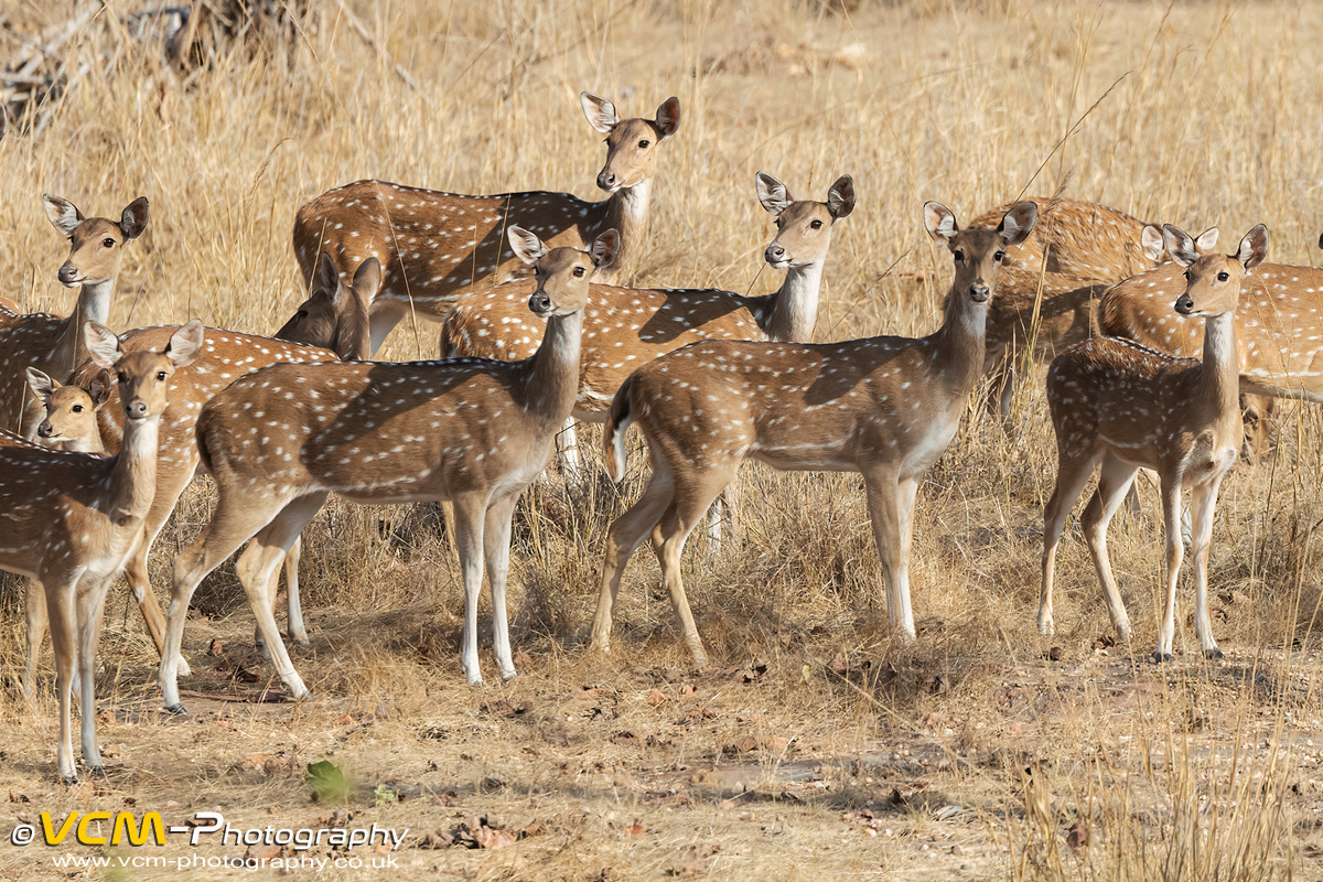 Herd of spotted deer