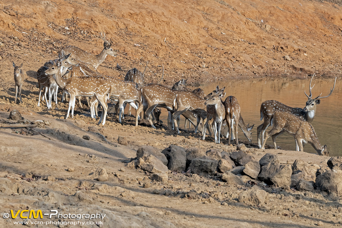 Spotted deer at a waterhole