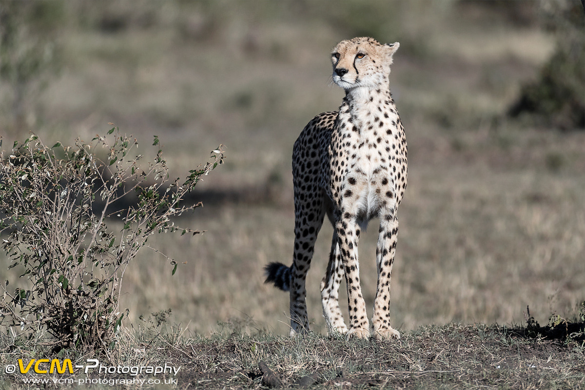Cheetah