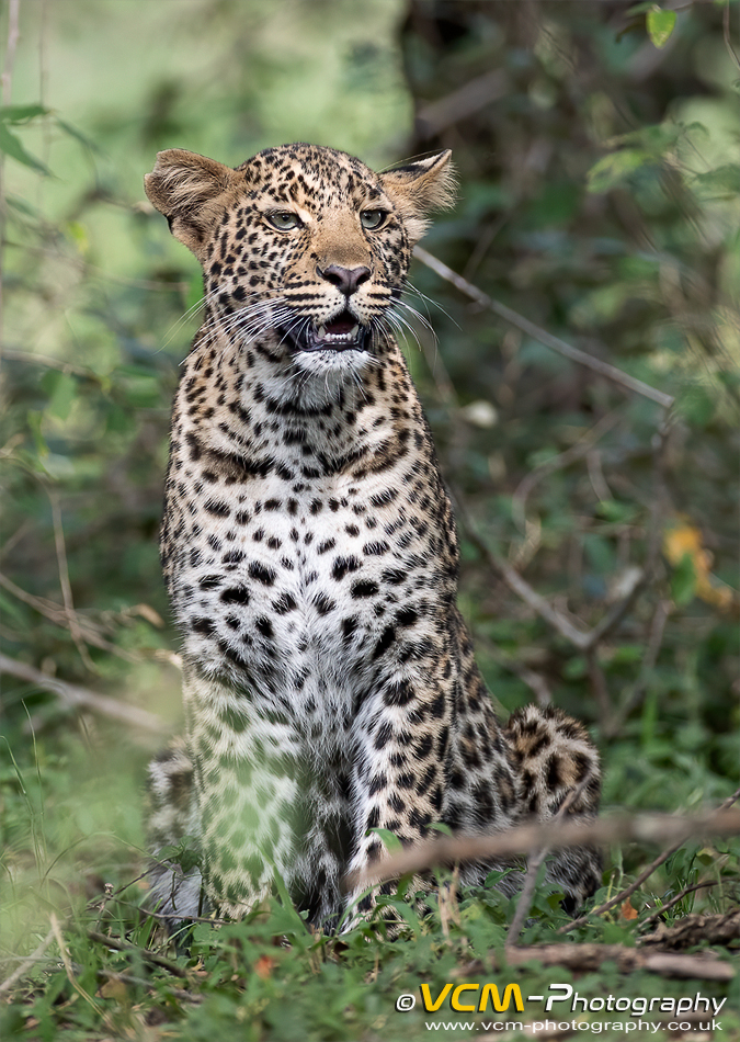 Leopard cub
