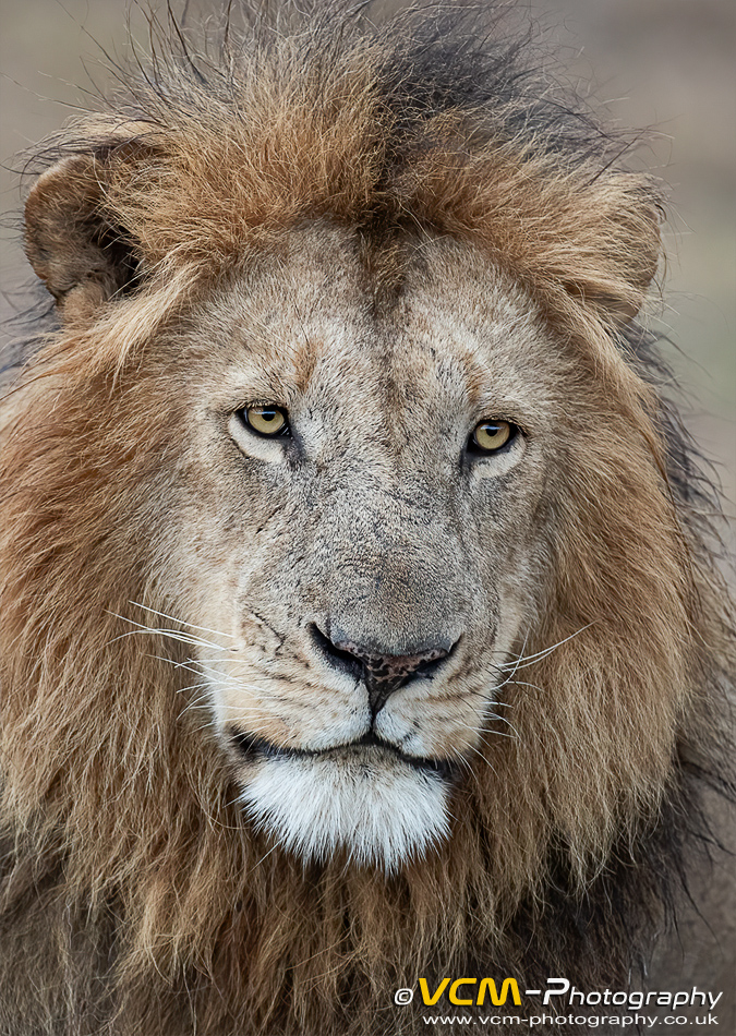 Male lion