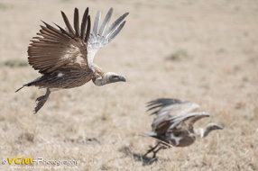 White-backed vultures