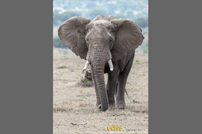 Male African elephant