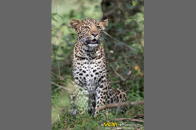 Leopard Cub