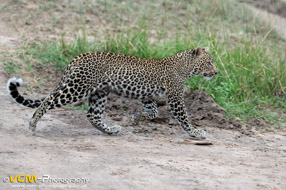 Leopard Cub