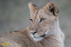 Lion cub