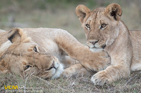 Lioness and Cub