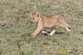 Lion Cub