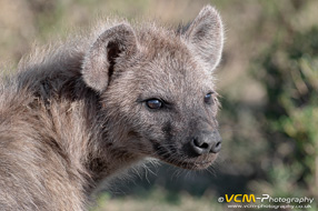 Spotted hyena