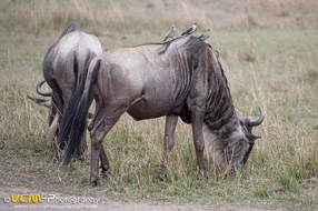 Wildebeest