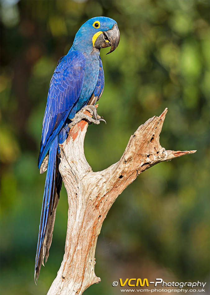 Hyacinth macaw