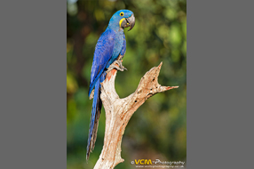 Hyacinth macaw