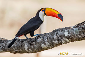 Toco toucan