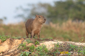 Capybara