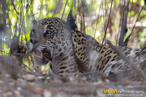 Male jaguar