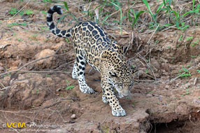 Jaguar Cub