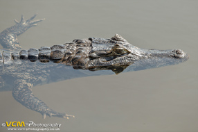 Yacare caiman