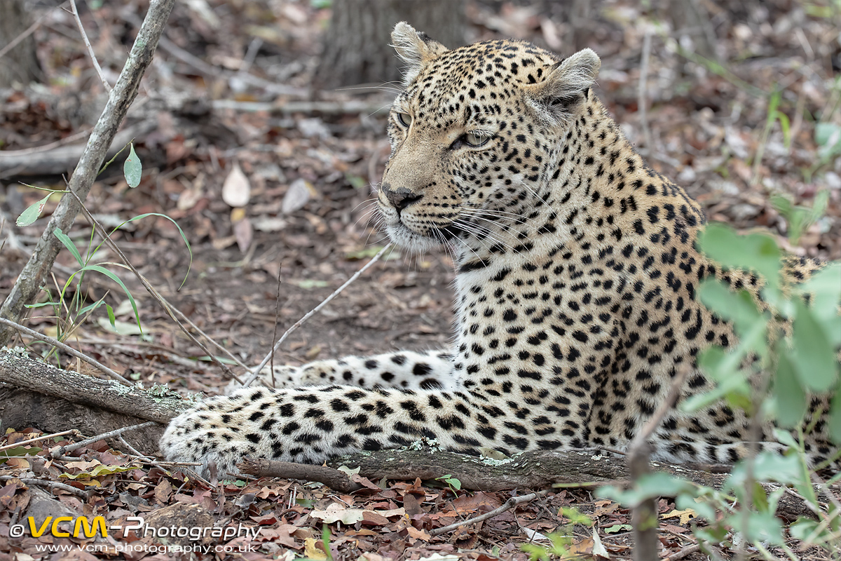 Female leopard named Shalese