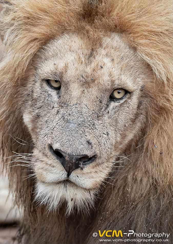 Male lion