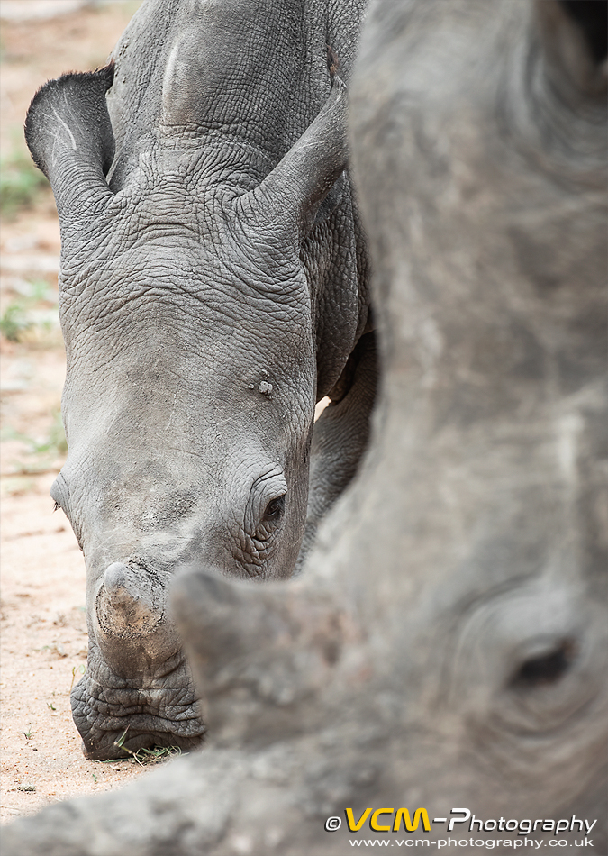 White rhino