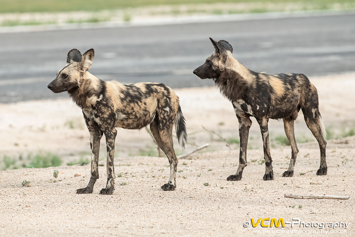African wild dogs