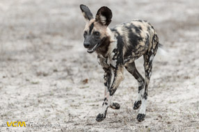 Wild dog running