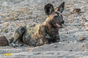 African wild dog