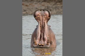 Hippopotamus in water