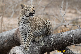 Leopard cub of Tiyani