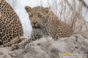 Leopard cub of Tiyani