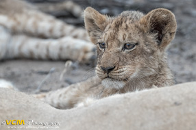 Lion cub