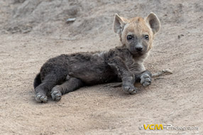 Spotted hyena cub